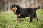 running Rottweiler Puppy