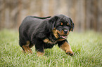 running Rottweiler Puppy