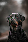 Rottweiler Portrait