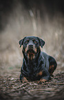 lying Rottweiler