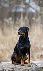 sitting Rottweiler