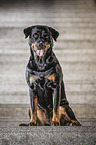 sitting Rottweiler