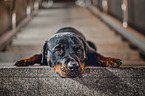 lying Rottweiler