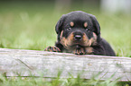 Rottweiler Puppy