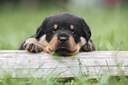 Rottweiler Puppy