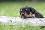 Rottweiler Puppy