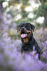 Rottweiler in the heather