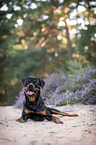 Rottweiler in the heather