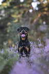 Rottweiler in the heather