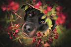 Rottweiler between flowers