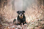 Rottweiler in the nature