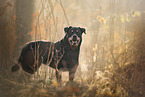 Rottweiler in the nature