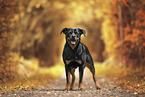 Rottweiler between autumn leaves