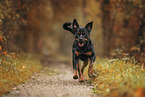 Rottweiler between autumn leaves