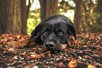 Rottweiler between autumn leaves
