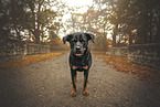 Rottweiler between autumn leaves