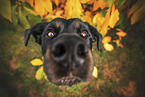 Rottweiler between autumn leaves