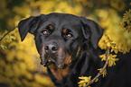 Rottweiler in the nature