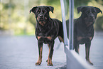 Rottweiler in the city
