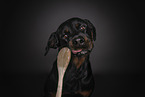 Rottweiler licks cooking spoon