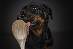 Rottweiler licks cooking spoon