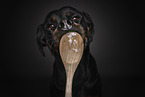 Rottweiler licks cooking spoon