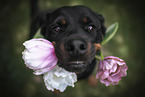 Rottweiler with flowers in mouth