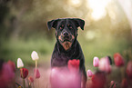 Rottweiler in the nature