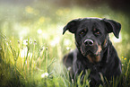 Rottweiler on meadow