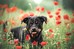 Rottweiler in poppy field