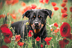 Rottweiler in poppy field