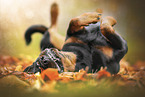 Rottweiler between autumn leaves