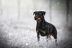 Rottweiler on meadow