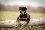 Rottweiler Puppy