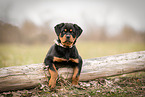 Rottweiler Puppy