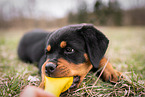 Rottweiler Puppy