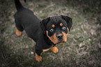 Rottweiler Puppy