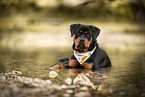 young Rottweiler