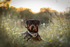 young Rottweiler