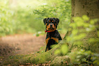 young Rottweiler