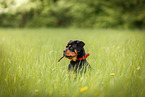 young Rottweiler