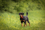 young Rottweiler