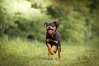 young Rottweiler