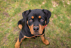 young Rottweiler