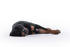 Rottweiler in front of black background