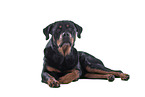 Rottweiler in front of black background