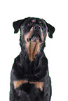 Rottweiler in front of black background