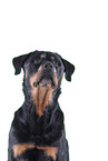 Rottweiler in front of black background