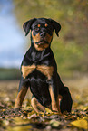 young Rottweiler