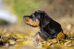 young Rottweiler